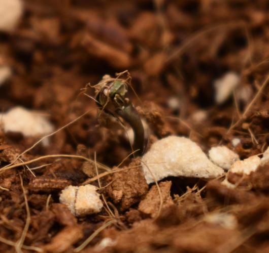 Mango Runtz / Mephisto. Week 0