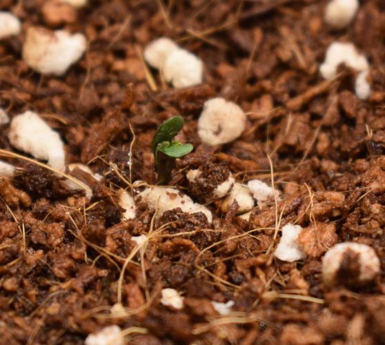 Mango Runtz / Mephisto. Week 0