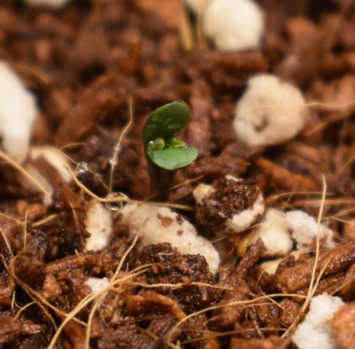 Mango Runtz / Mephisto. Week 0