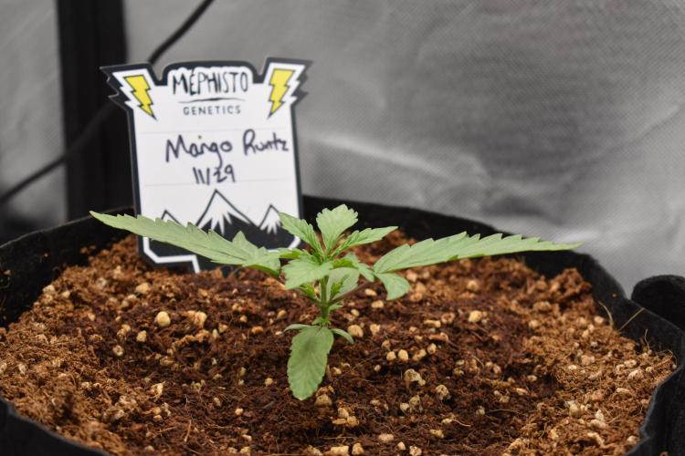 Mango Runtz / Mephisto. Week 3