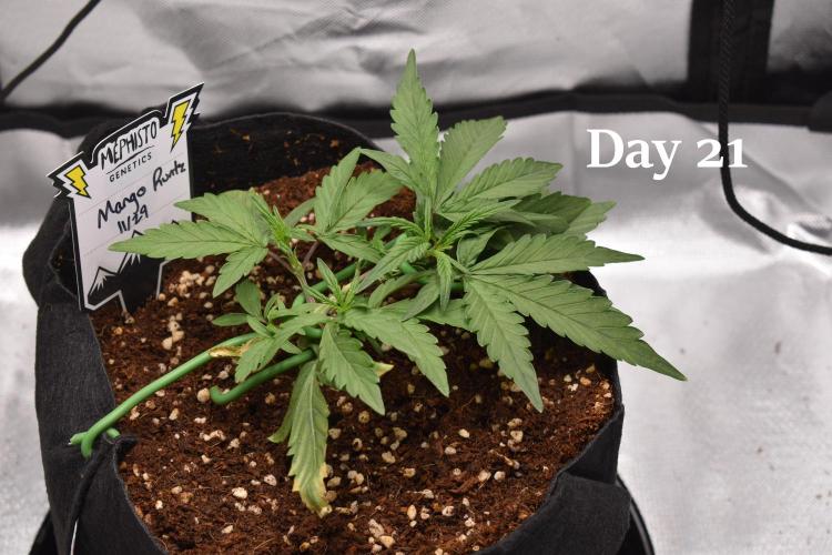 Mango Runtz / Mephisto. Week 3