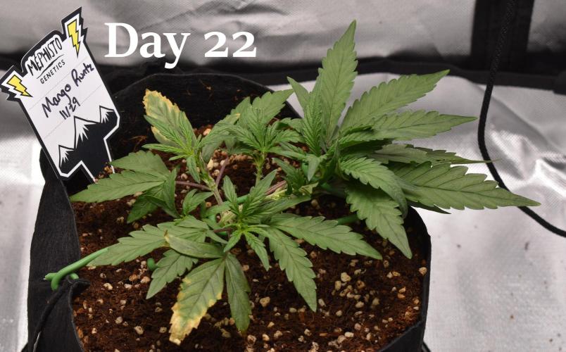 Mango Runtz / Mephisto. Week 4