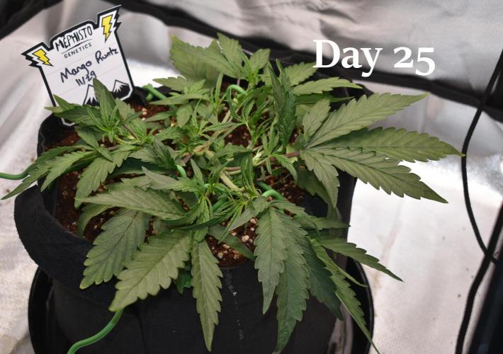 Mango Runtz / Mephisto. Week 4