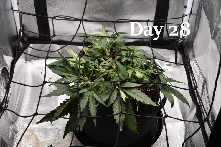 Mango Runtz / Mephisto. Week 4