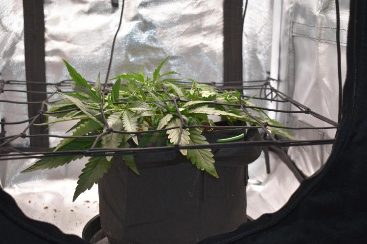 Mango Runtz / Mephisto. Week 4