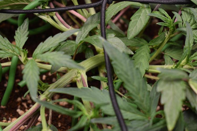 Mango Runtz / Mephisto. Week 4