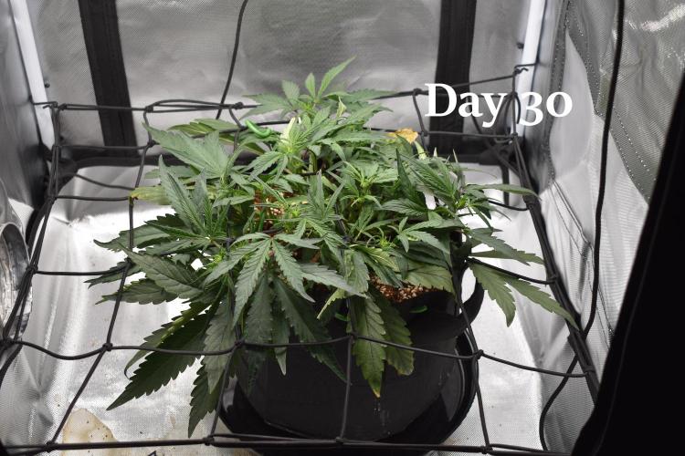 Mango Runtz / Mephisto. Week 5