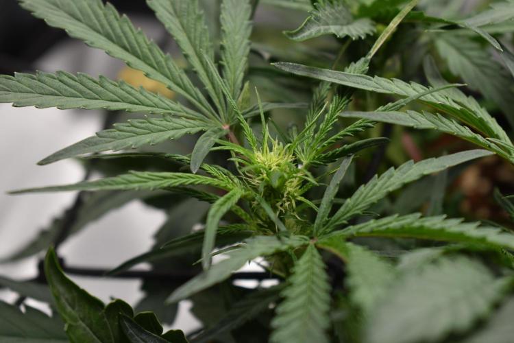 Mango Runtz / Mephisto. Week 5