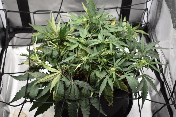 Mango Runtz / Mephisto. Week 5