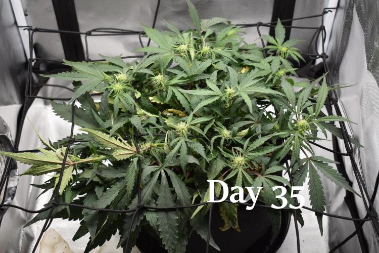 Mango Runtz / Mephisto. Week 5