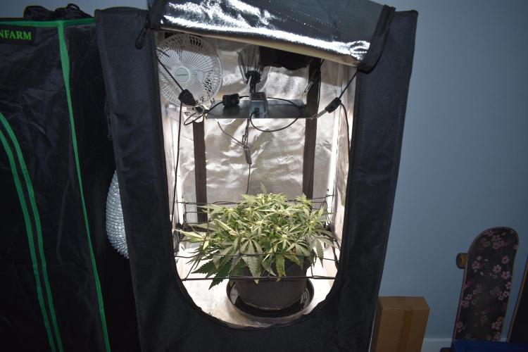 Mango Runtz / Mephisto. Week 5