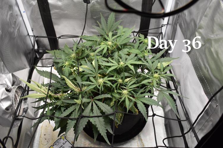 Mango Runtz / Mephisto. Week 6
