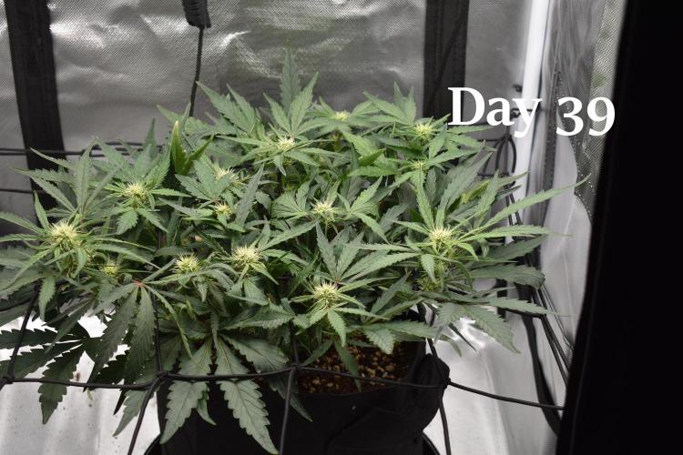 Mango Runtz / Mephisto. Week 6