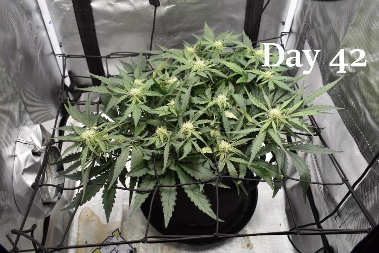 Mango Runtz / Mephisto. Week 6