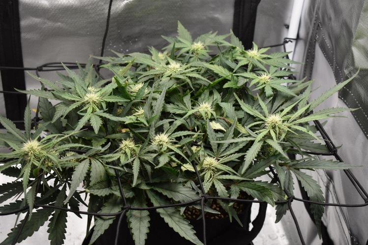 Mango Runtz / Mephisto. Week 6