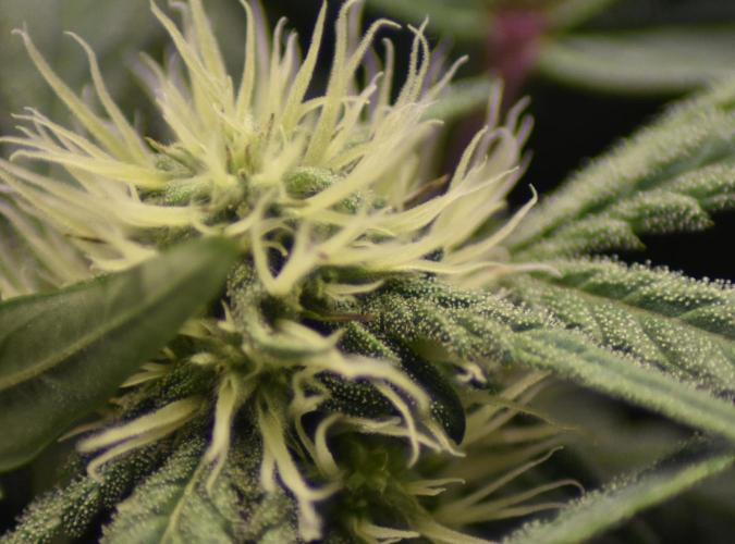 Mango Runtz / Mephisto. Week 6