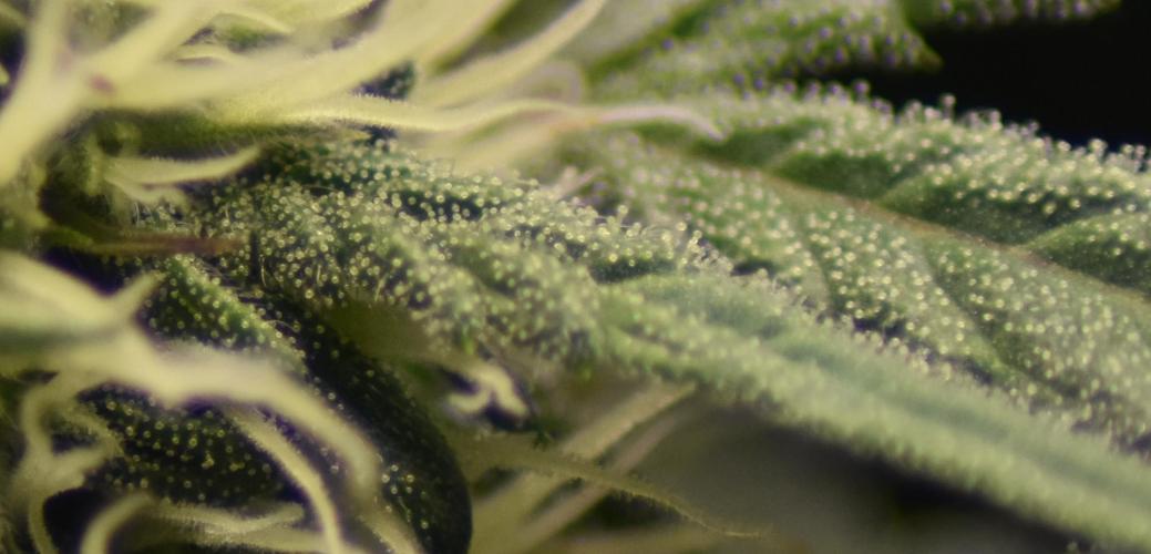 Mango Runtz / Mephisto. Week 6