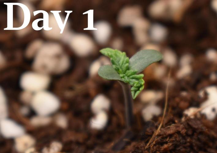 Samsquanch OG F2 / Hoku Seed Co.. Week 1