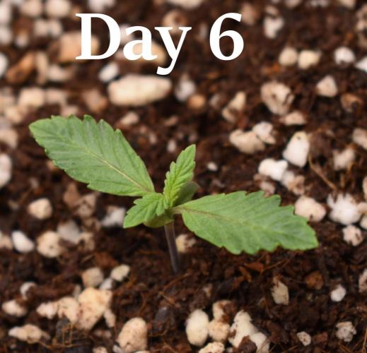 Samsquanch OG F2. Week 1