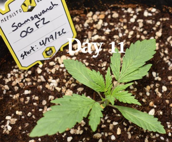 Samsquanch OG F2 / Hoku Seed Co.. Week 2