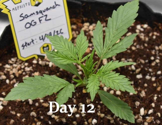 Samsquanch OG F2 / Hoku Seed Co.. Week 2