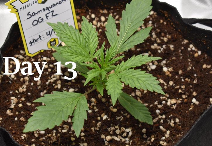 Samsquanch OG F2 / Hoku Seed Co.. Week 2