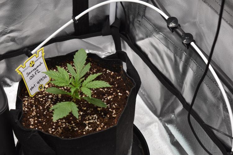 Samsquanch OG F2 / Hoku Seed Co.. Week 2