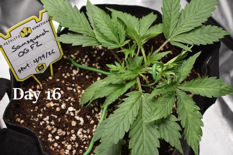 Samsquanch OG F2 / Hoku Seed Co.. Week 3