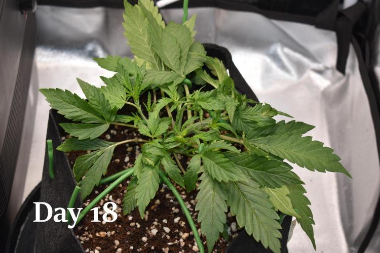 Samsquanch OG F2 / Hoku Seed Co.. Week 3