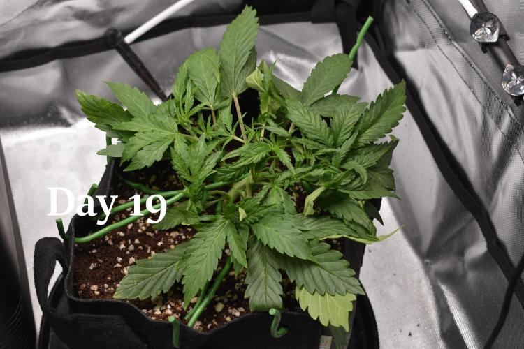 Samsquanch OG F2 / Hoku Seed Co.. Week 3