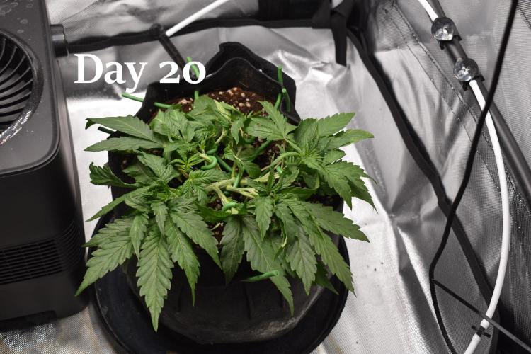Samsquanch OG F2 / Hoku Seed Co.. Week 3