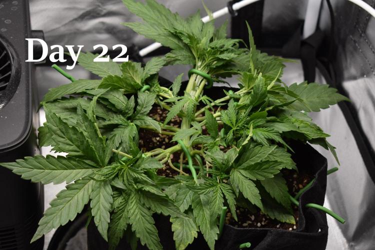 Samsquanch OG F2 / Hoku Seed Co.. Week 4