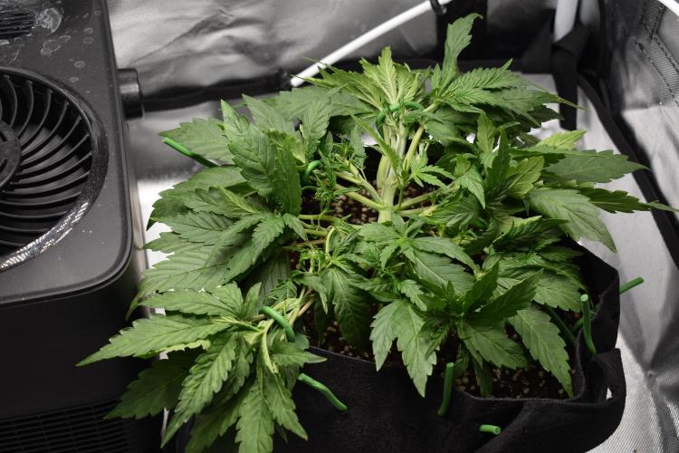 Samsquanch OG F2 / Hoku Seed Co.. Week 4