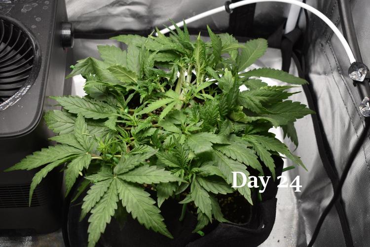 Samsquanch OG F2 / Hoku Seed Co.. Week 4