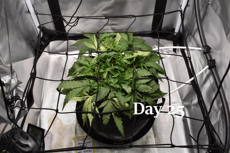 Samsquanch OG F2 / Hoku Seed Co.. Week 4