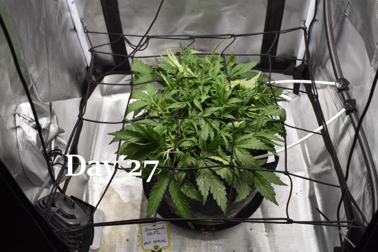 Samsquanch OG F2. Week 4
