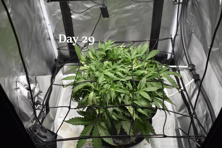 Samsquanch OG F2 / Hoku Seed Co.. Week 5