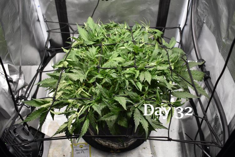 Samsquanch OG F2 / Hoku Seed Co.. Week 5