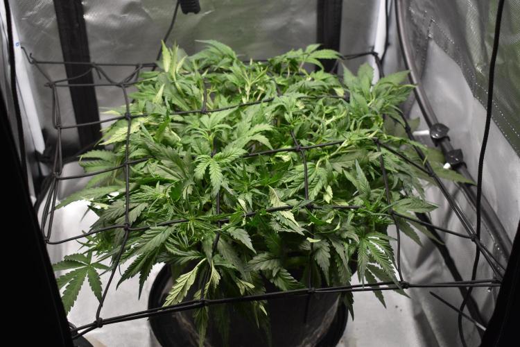 Samsquanch OG F2 / Hoku Seed Co.. Week 5