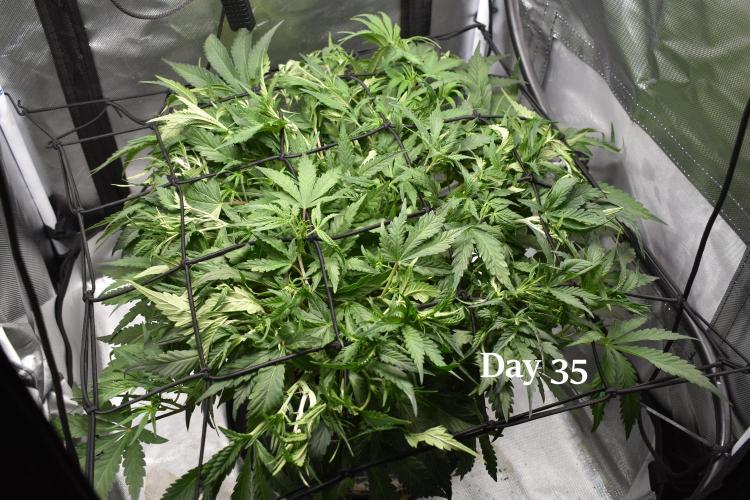 Samsquanch OG F2 / Hoku Seed Co.. Week 5