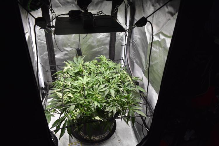 Samsquanch OG F2 / Hoku Seed Co.. Week 5