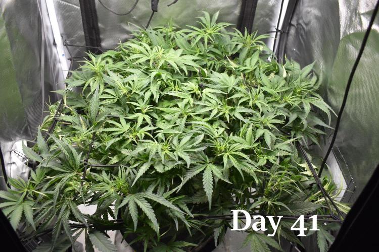 Samsquanch OG F2 / Hoku Seed Co.. Week 6