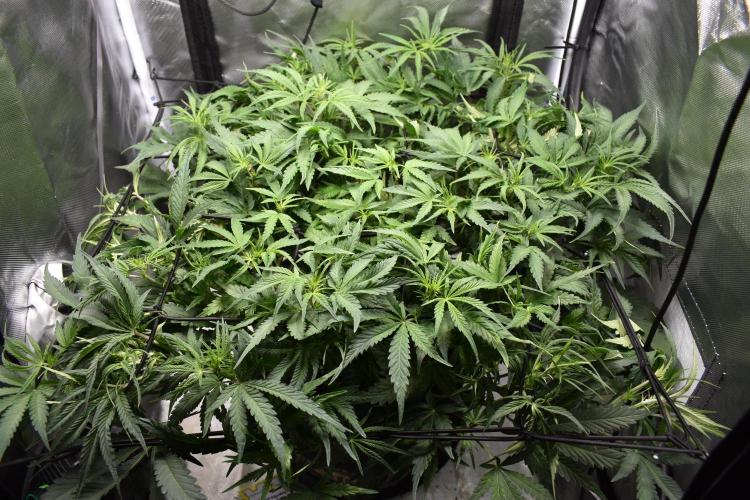 Samsquanch OG F2 / Hoku Seed Co.. Week 6