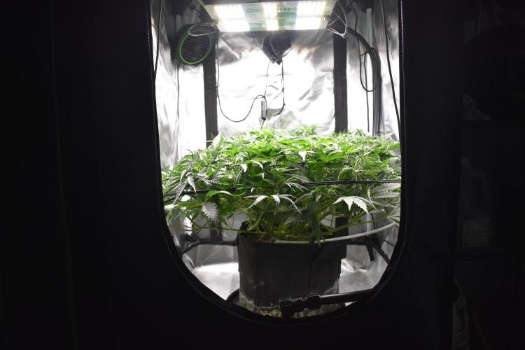 Samsquanch OG F2 / Hoku Seed Co.. Week 6