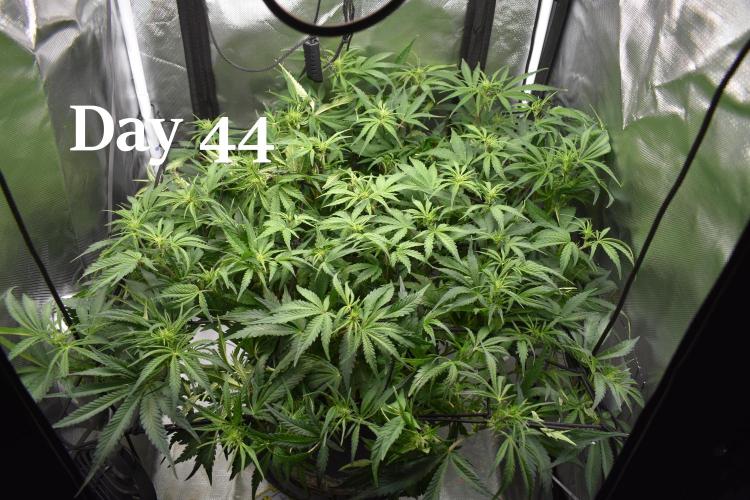 Samsquanch OG F2 / Hoku Seed Co.. Week 7