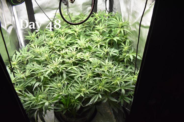 Samsquanch OG F2 / Hoku Seed Co.. Week 7
