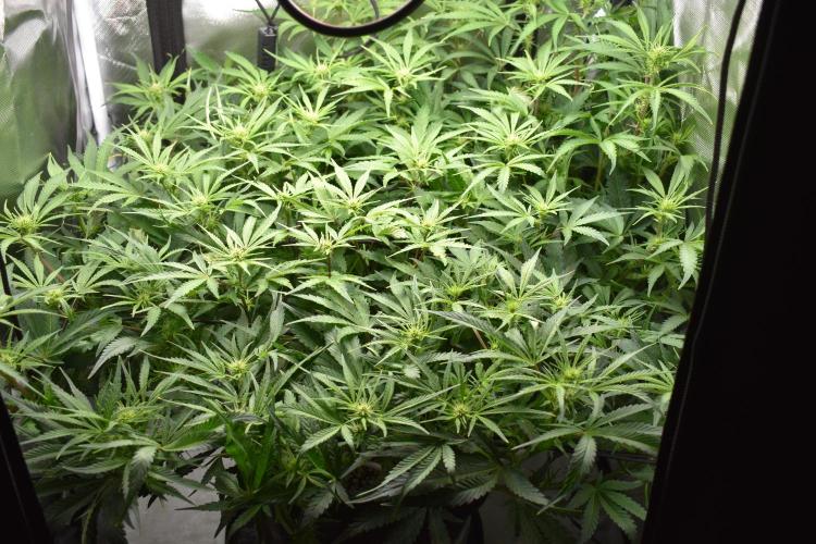 Samsquanch OG F2 / Hoku Seed Co.. Week 7