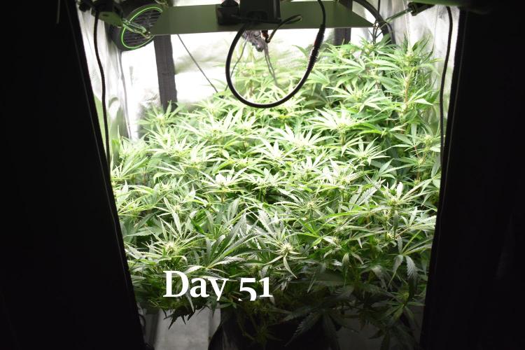 Samsquanch OG F2 / Hoku Seed Co.. Week 8