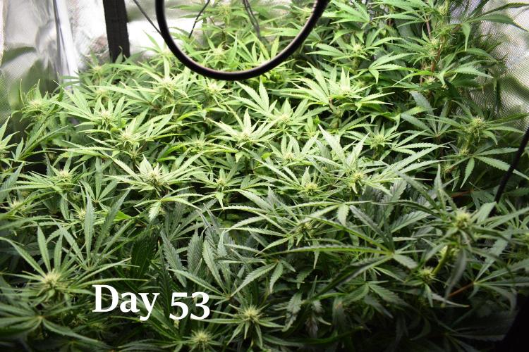 Samsquanch OG F2 / Hoku Seed Co.. Week 8