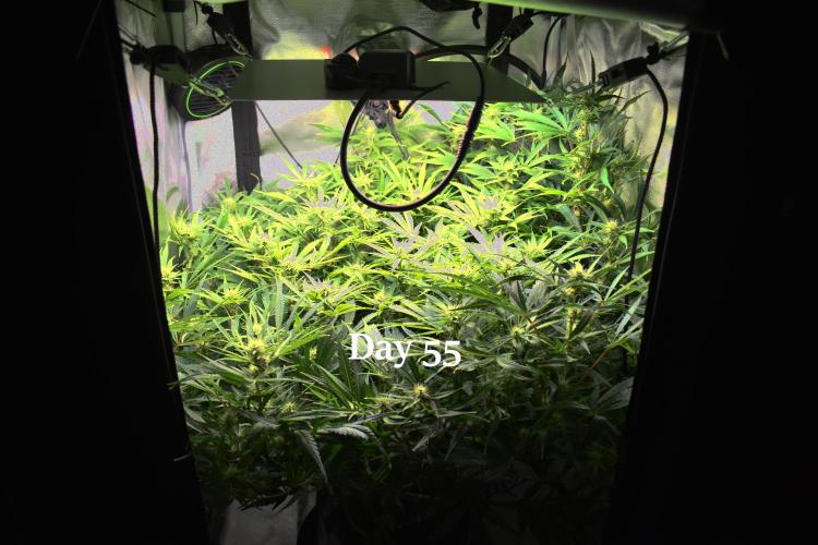 Samsquanch OG F2 / Hoku Seed Co.. Week 8